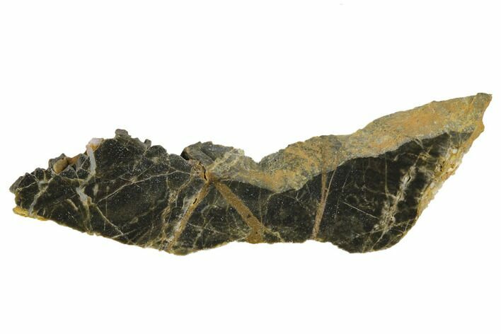 Polished Linella Avis Stromatolite - Million Years #180014